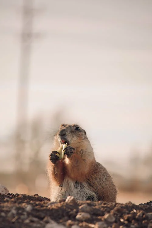 Does your Favorite Vanilla Ice Cream Contain Dried Beaver Anal Glands?