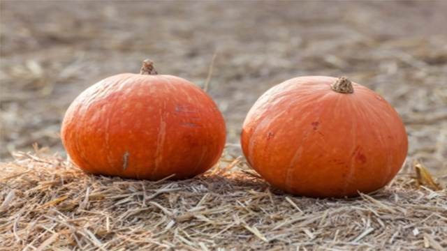 Fall Recipe: Cranberry Pumpkin Bread