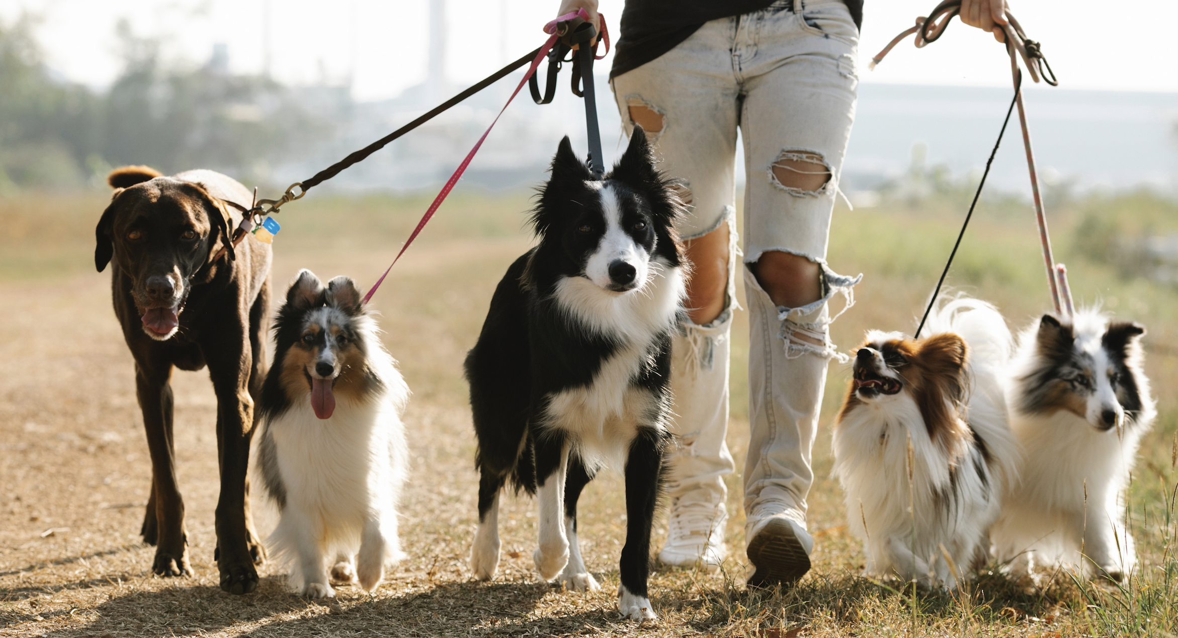 Paws & Effect: Go for A Stroll With Your Four-Legged BFF