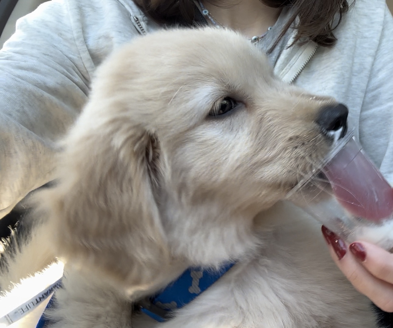 Petco sales dog sunscreen